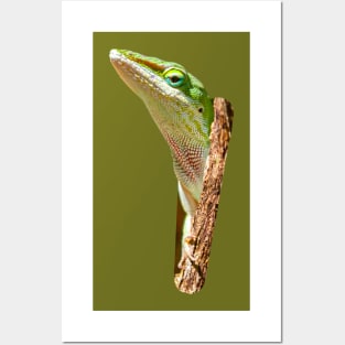 Peeping Green Anole Posters and Art